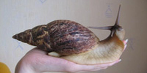 Власти Австралии уничтожили угрожавшую фермерам гигантскую улитку