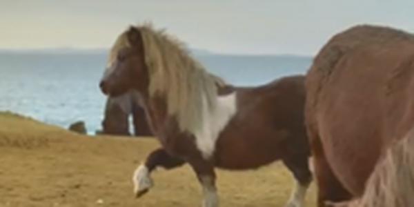 Поднимаем настроение: Танцующий пони!