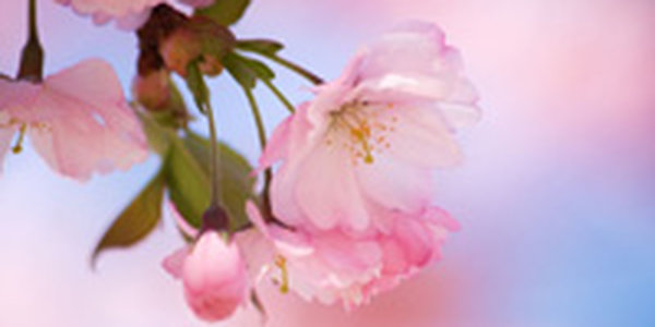 В Японии зацвела первая сакура