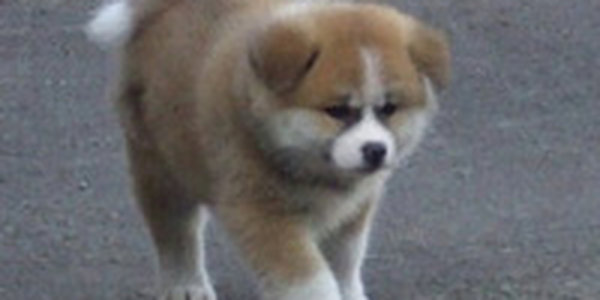 Японский премьер подарит Путину щенка