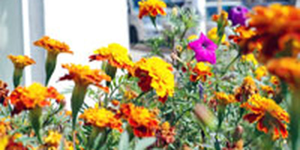 Сегодня во Владивостоке небольшая облачность