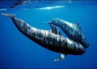 Более 120 дельфинов погибли у берегов Новой Зеландии