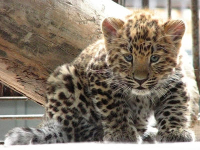 Котенок дальневосточного леопарда получил международный паспорт