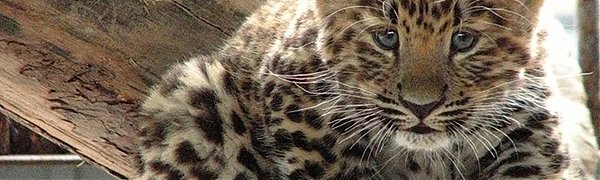 Котенок дальневосточного леопарда получил международный паспорт