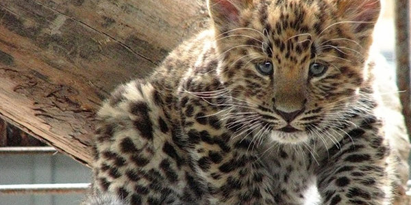 Котенок дальневосточного леопарда получил международный паспорт