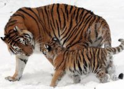 В год Тигра дарим подарки тиграм. 