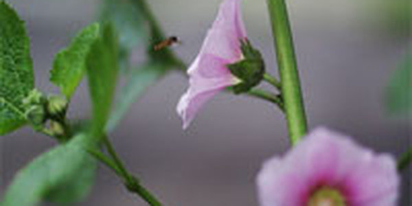 Июль-2009 выдался в Приморье холодным