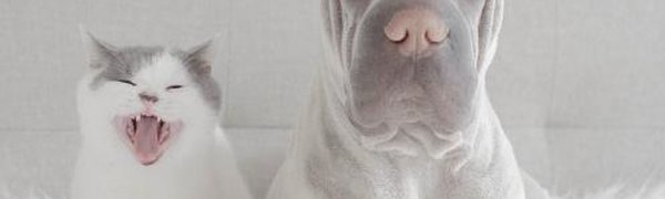 Найдена страна, где собаки и кошки живут дольше всего