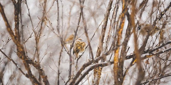 В воскресенье на юге Приморья выпадет снег