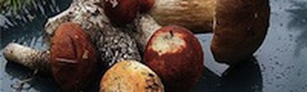 В Великобритании стали массово скупать грибы