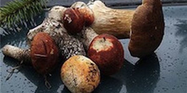 В Великобритании стали массово скупать грибы