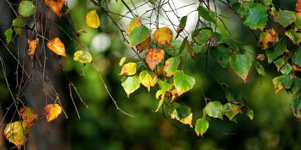 В пятницу похолодает. Прогноз погоды на рабочую неделю в Приморье и Владивостоке