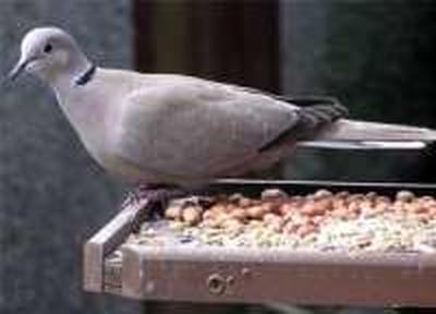 Ученые считают, что массовая гибель птиц связана с перееданием