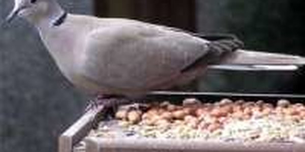 Ученые считают, что массовая гибель птиц связана с перееданием