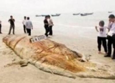 На китайском берегу нашли «морское чудовище»