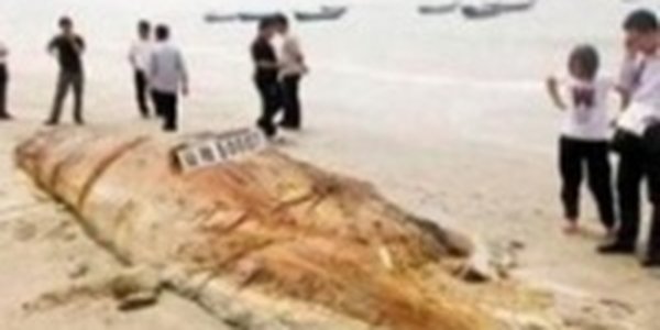 На китайском берегу нашли «морское чудовище»