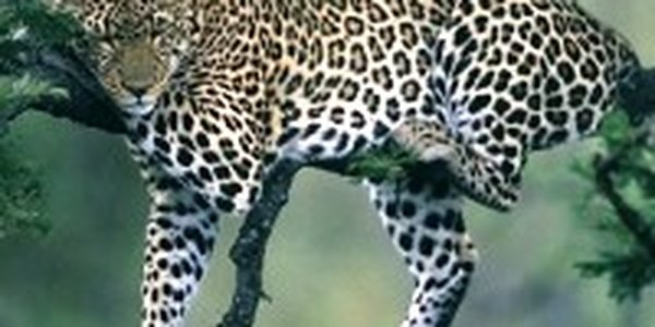 Более полумиллиона сеянцев кедра посадили на земле леопарда