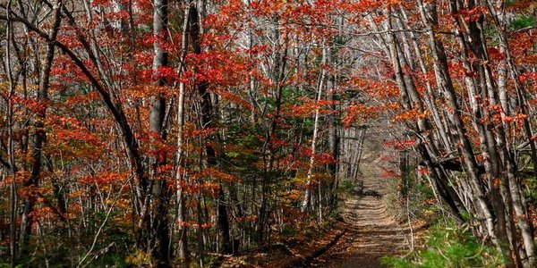 В выходные дни в Приморье вернётся бабье лето