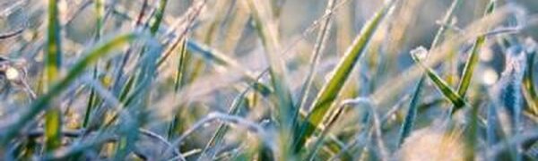 В ближайшие дни местами в Приморье будут ночные заморозки