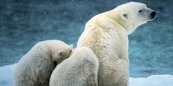 Белых медведей возьмет под защиту В.В.Путин