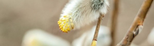 21 апреля православные верующие отметят Вербное воскресенье