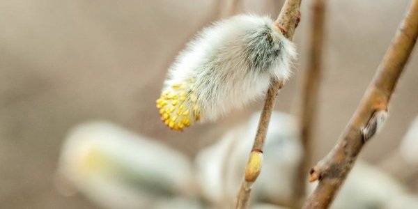 21 апреля православные верующие отметят Вербное воскресенье