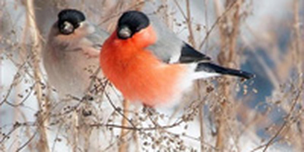 Погодные приметы на конец декабря 