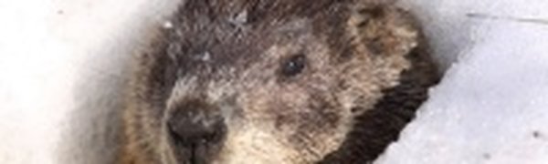 Сурок Фил: весна будет поздней