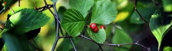 Прохладная погода ожидается в Приморье на выходных