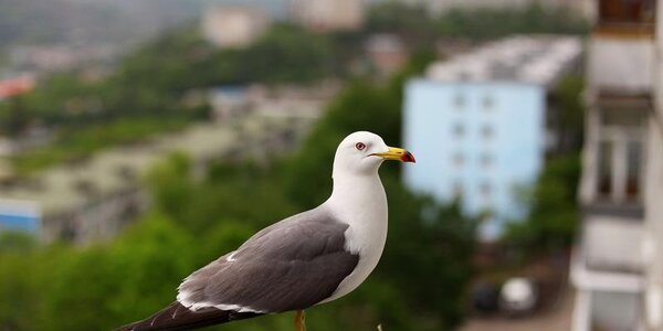 Холод, туман и морось вернулись на побережье Приморья