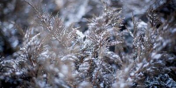 Холодные снежные выходные ожидают жителей Приморья