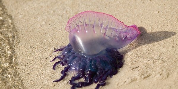На одном из пляжей Пхукета появились ядовитые медузы