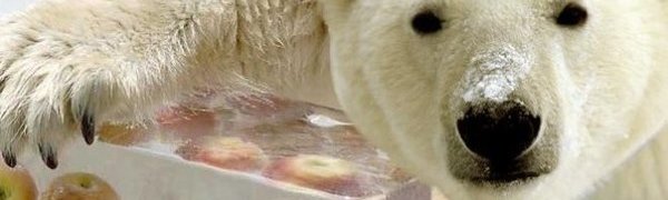 Японцы спасают белого медведя от жары