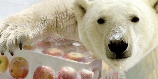 Японцы спасают белого медведя от жары