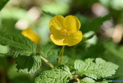 В субботу в Приморье будет жарко