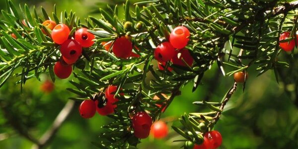 Сентябрь в Приморье был теплым и сухим