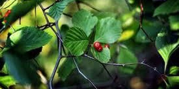 На выходных в некоторых районах Приморья ночью похолодало до -2