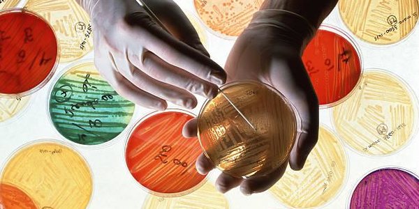 ВОЗ назвала 12 самых опасных для человека супербактерий