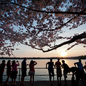 Вашингтон гуляет на фестивале сакуры 