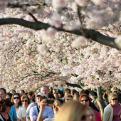 Вашингтон гуляет на фестивале сакуры 