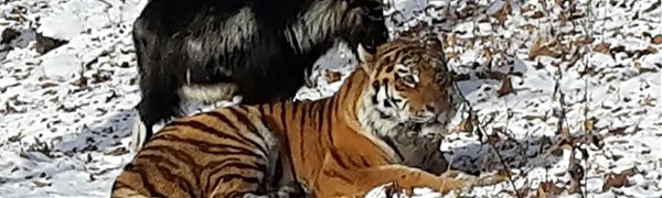 У тигра Амура и козла Тимура установили веб-камеры