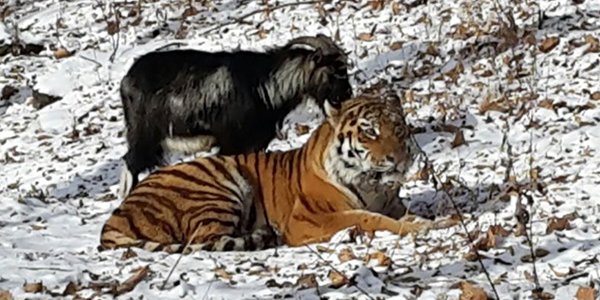 У тигра Амура и козла Тимура установили веб-камеры