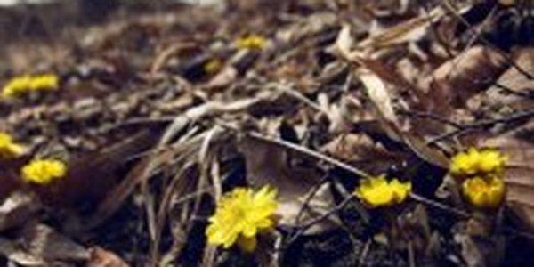 Во Владивостоке ожидается теплая погода