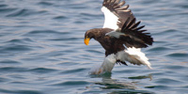 Орланы во Владивостоке-2