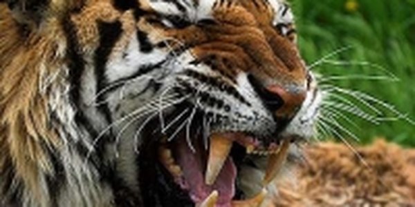 Во Владивостоке пройдет конференция по защите амурского тигра