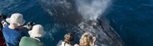 Всемирный день китов: на ком держится мир