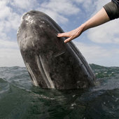 Всемирный день китов: на ком держится мир