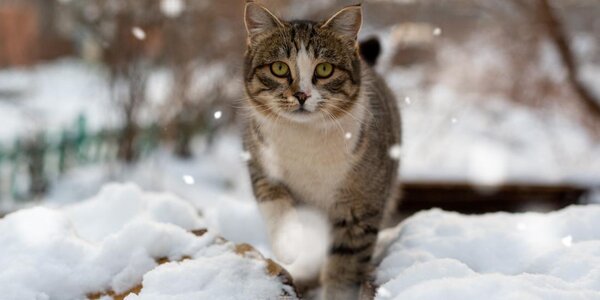 Погода в начале последней недели января в Приморье будет неустойчивой