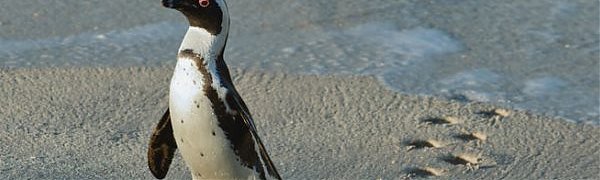 Пингвин из зоопарка Тбилиси доплыл до Азербайджана