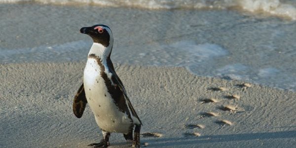 Пингвин из зоопарка Тбилиси доплыл до Азербайджана